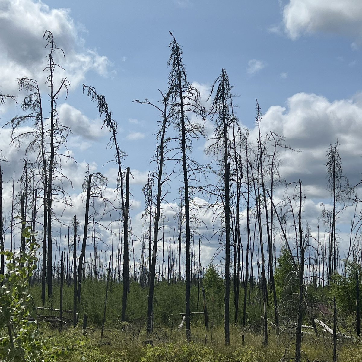 Page couverture du rapport